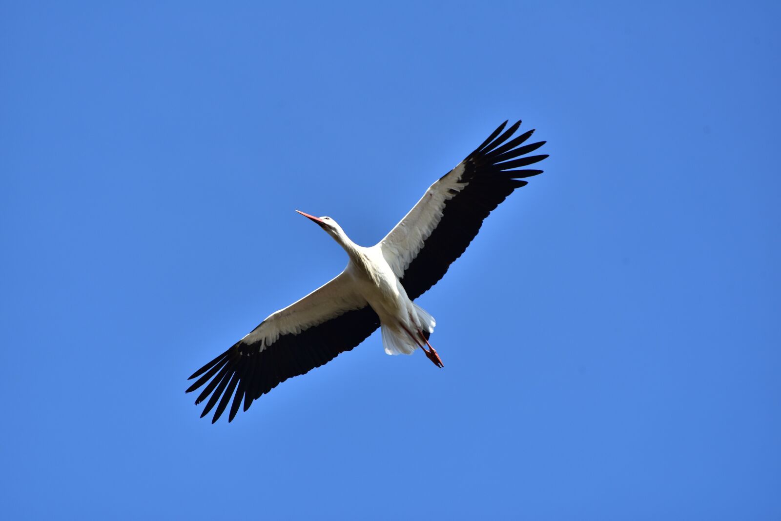 Nikon D750 sample photo. Stork, sky, flying photography