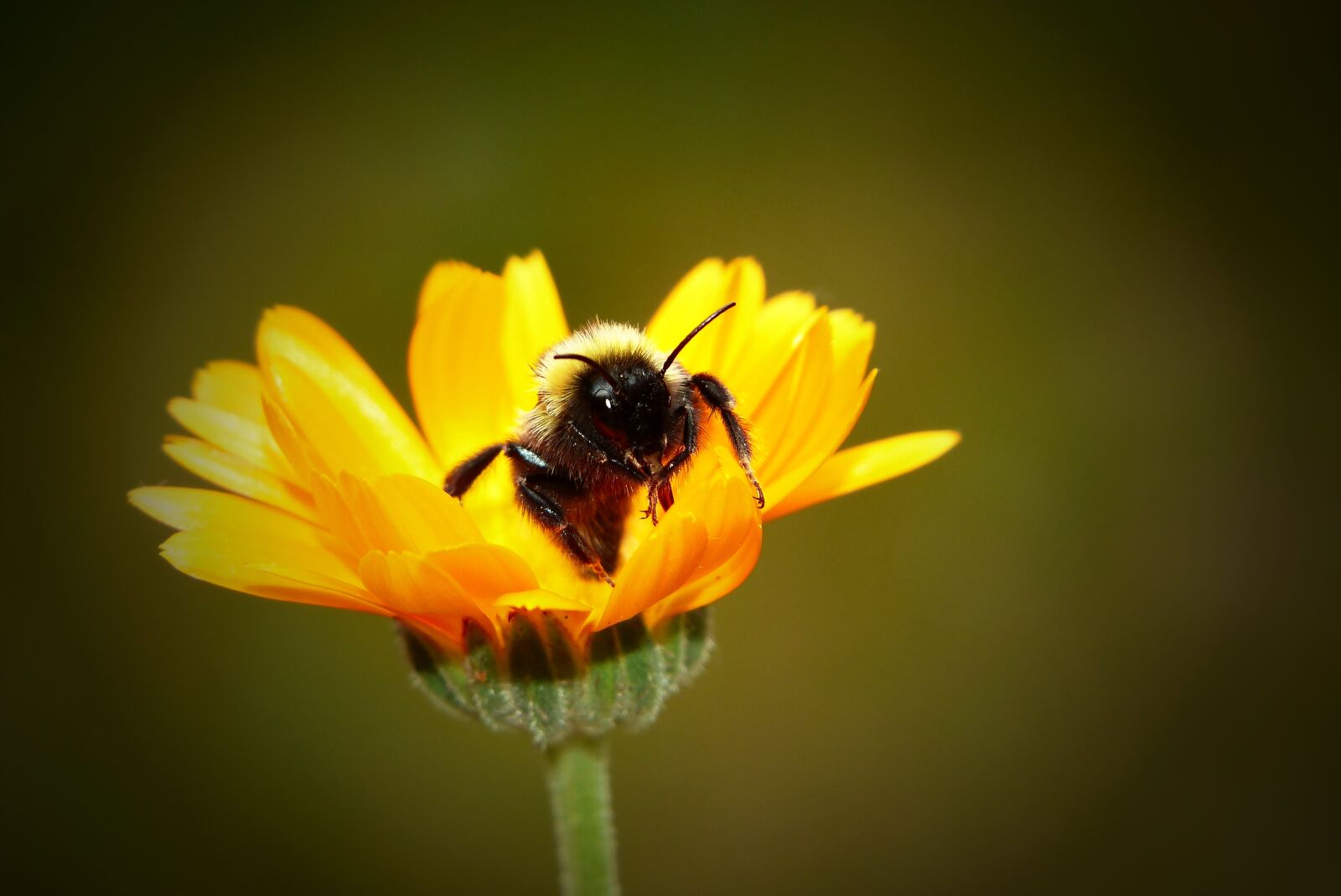 Panasonic Lumix DMC-FZ200 sample photo. Bumblebee gas, tom, pszczo photography