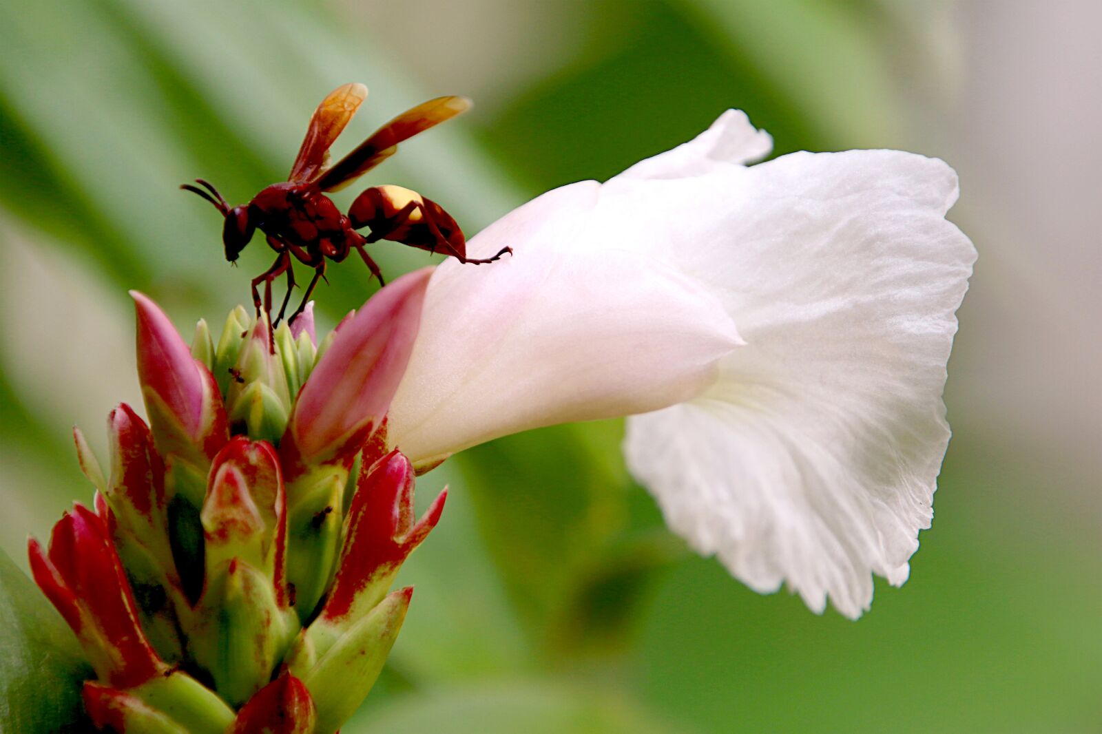 Canon EOS 80D sample photo. Flower, bee, flower and photography