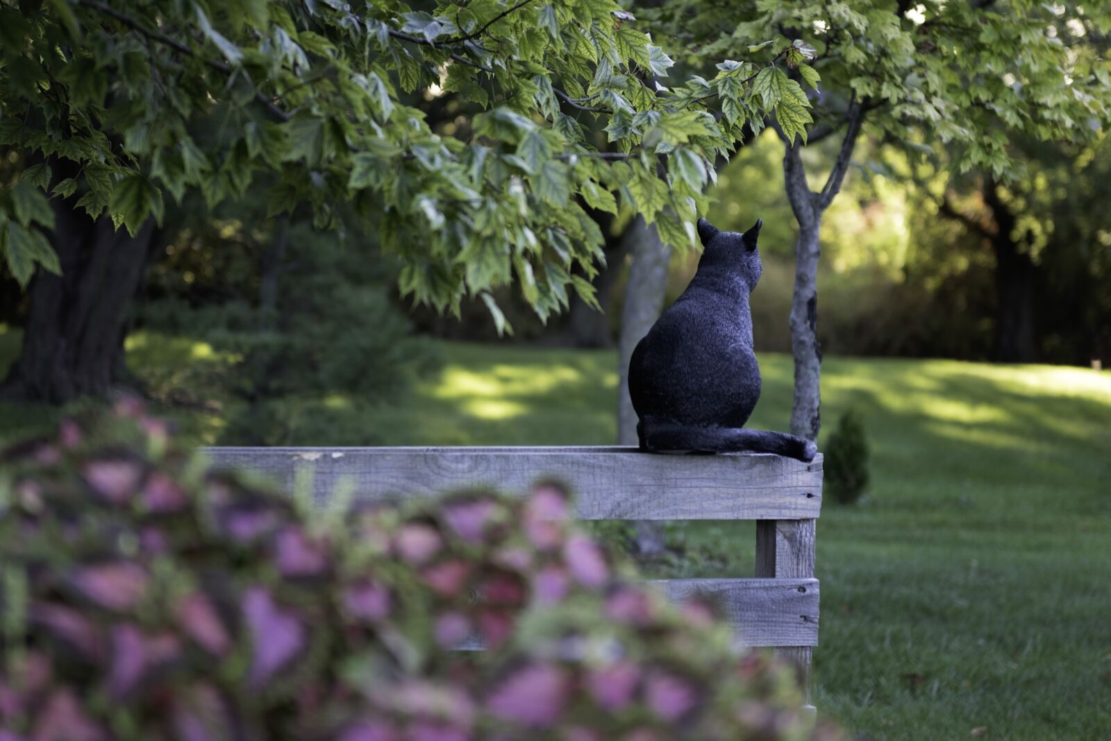 Nikon D810 sample photo. Black cat, halloween, spooky photography