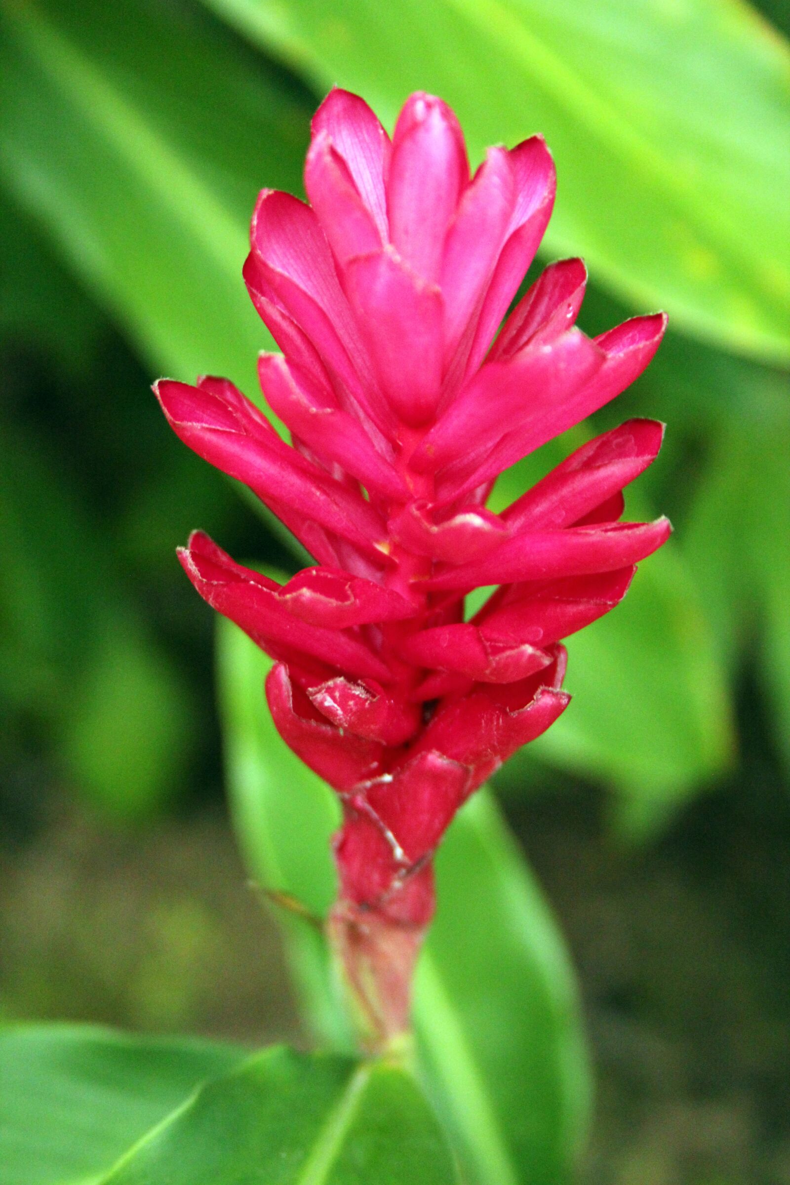 Canon EOS 550D (EOS Rebel T2i / EOS Kiss X4) sample photo. Hawaiian, pink, ginger photography