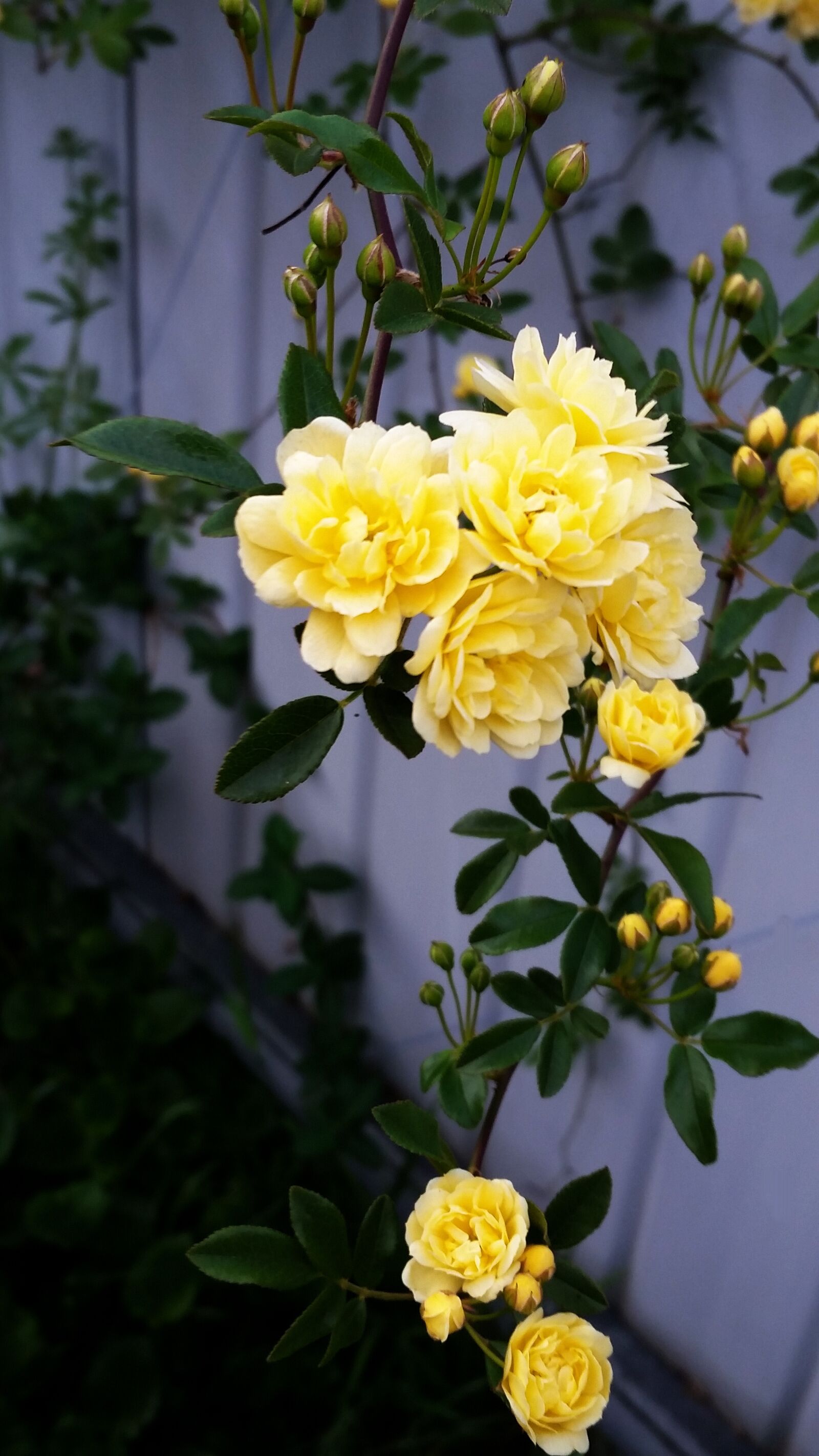 Samsung Galaxy S5 sample photo. Rose, banksia, climber photography