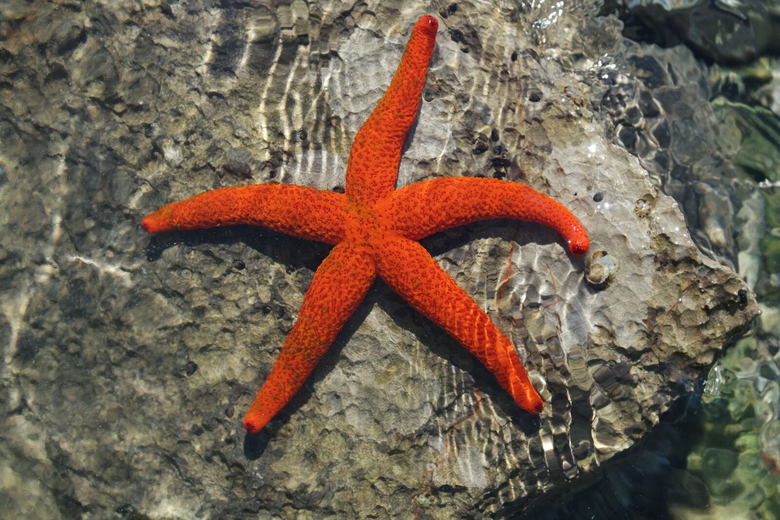 Samsung NX3300 sample photo. Starfish, holiday, sea photography