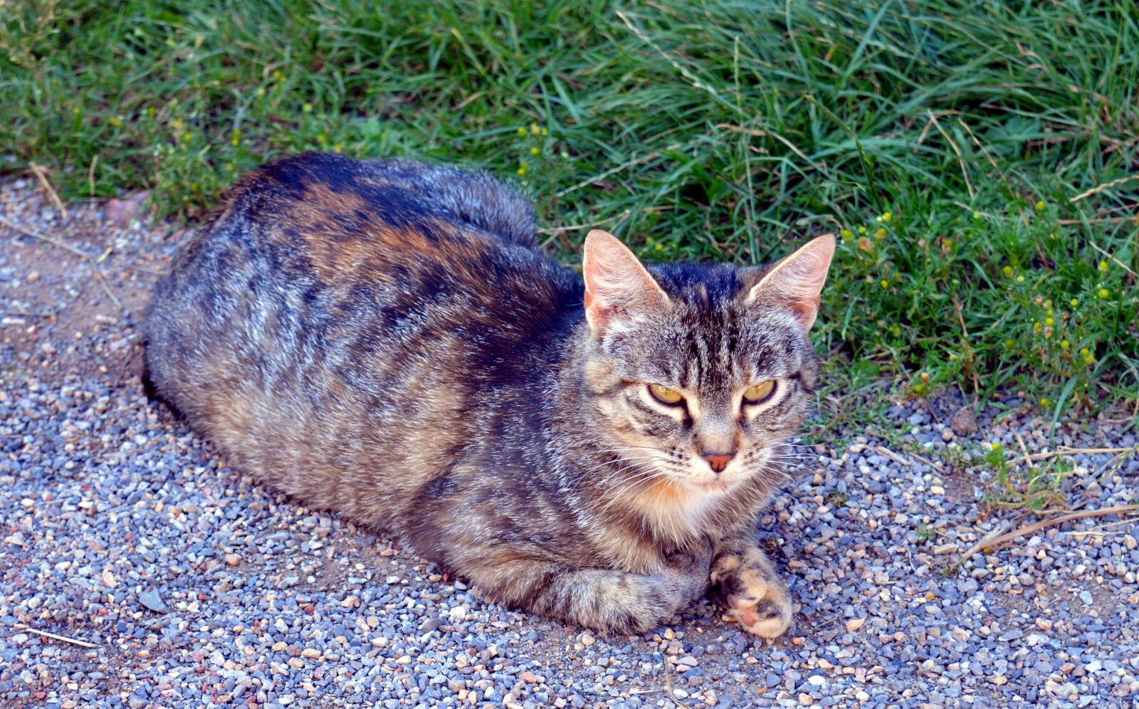 Nikon D3200 sample photo. Cat, striped, mackerel photography