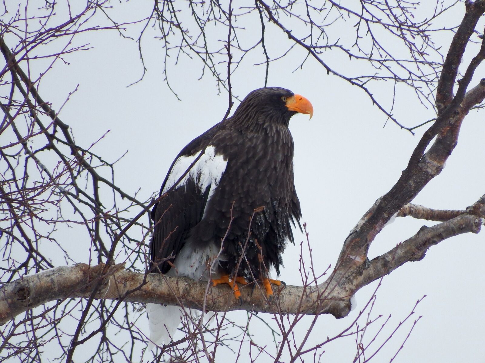 Fujifilm FinePix S1 sample photo. Steller's sea eagle, predator photography