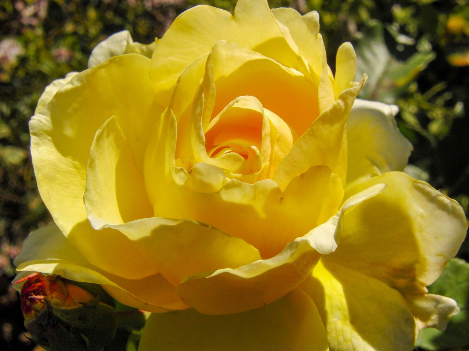 CASIO EX-FH20 sample photo. Rose, yellow, blossom photography