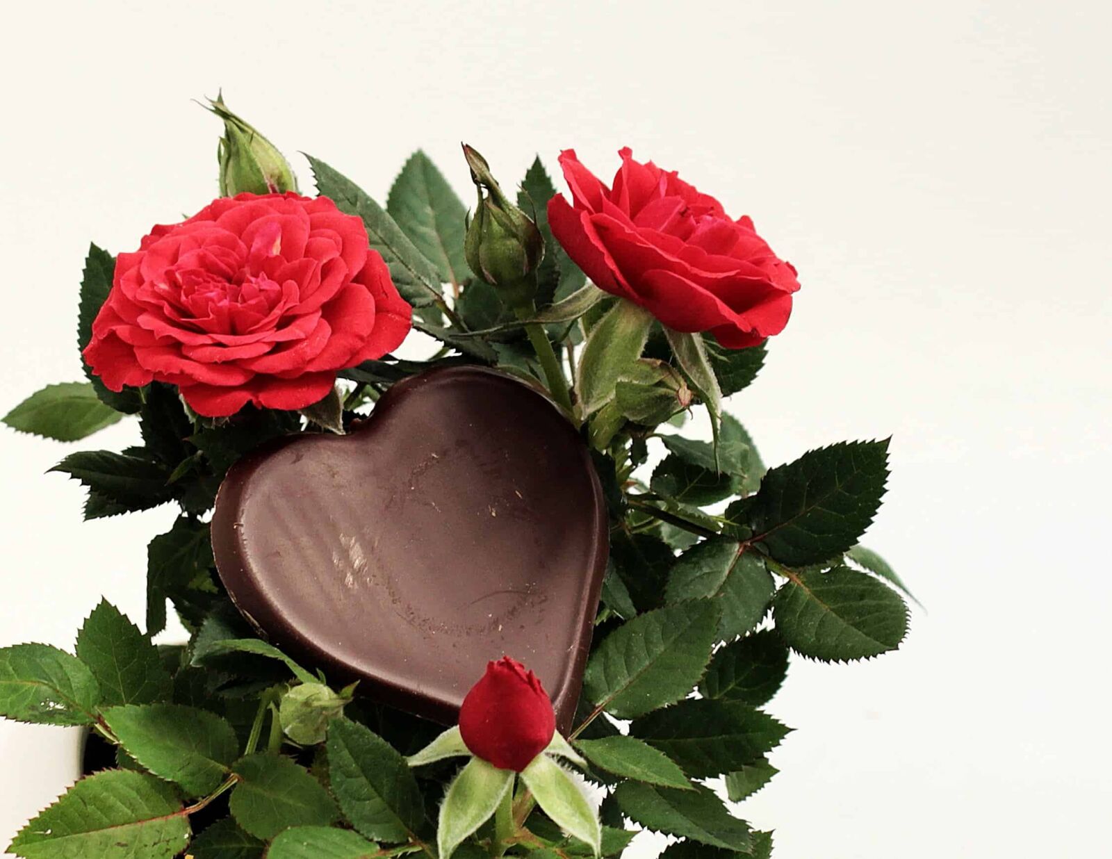 Canon EOS 550D (EOS Rebel T2i / EOS Kiss X4) sample photo. Flower, petal, rose, heart photography