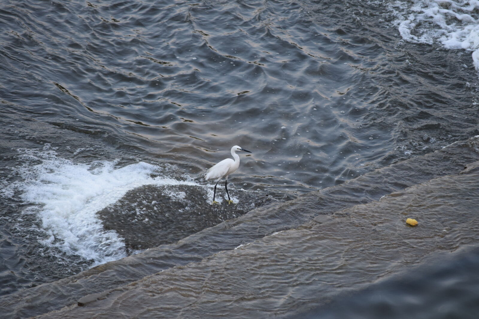 Nikon D3300 sample photo. Bird, india photography