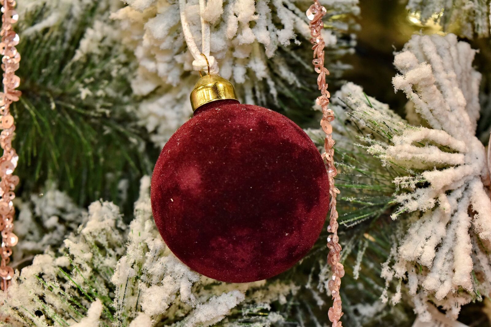Nikon D5500 sample photo. Branches, christmas tree, conifer photography