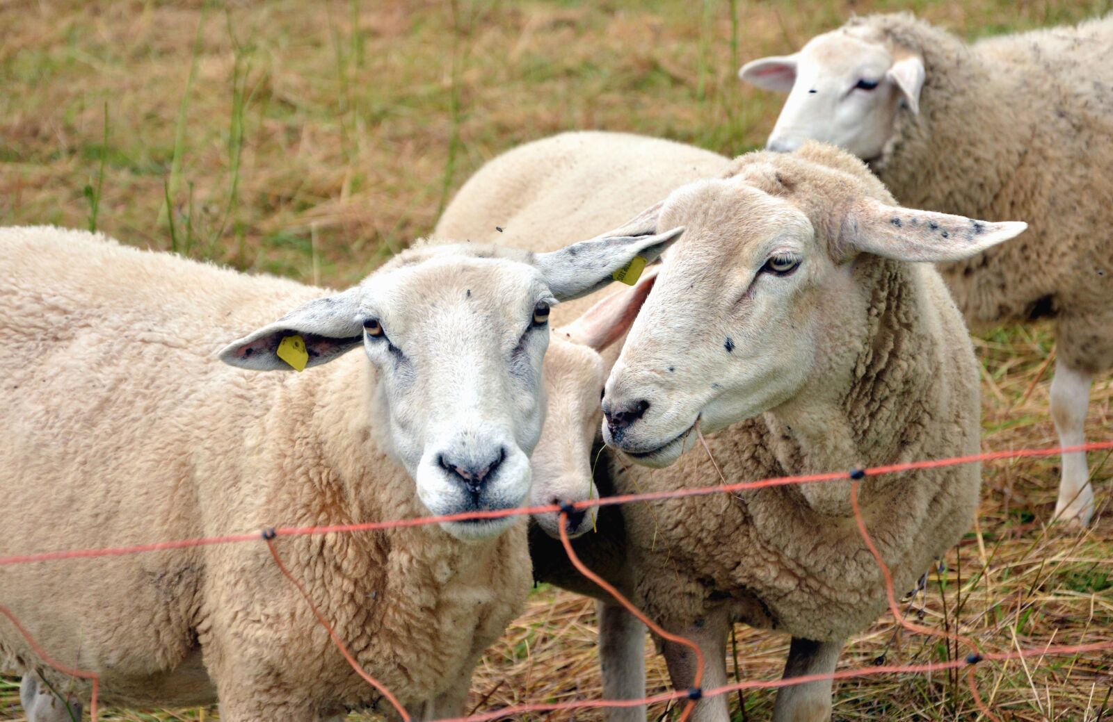 Nikon D5200 sample photo. Sheep, fence, animal, wool photography