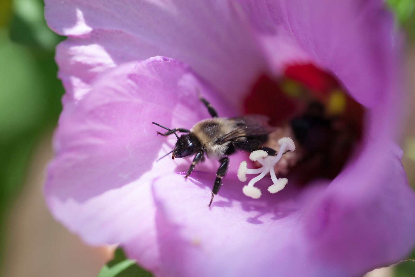 Sigma 70mm F2.8 EX DG Macro sample photo. Bee, insect, flower photography