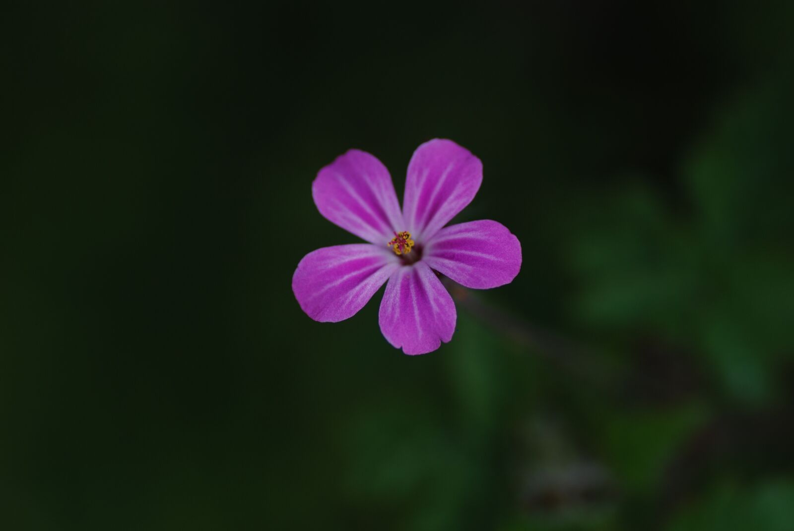 Nikon D80 sample photo. Flower, purple, small photography