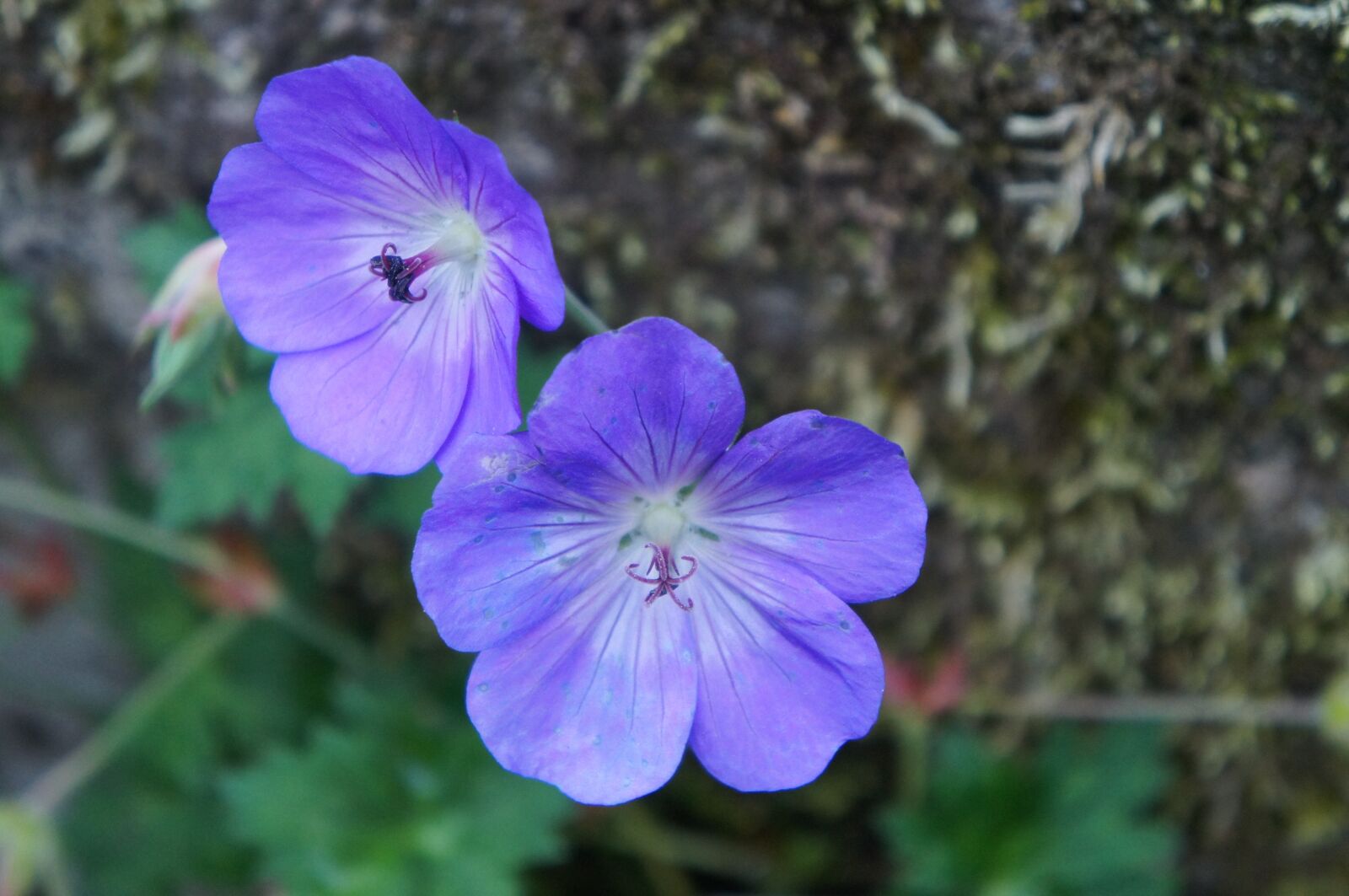 Sony Alpha NEX-C3 sample photo. Flower, blue, aubriète photography