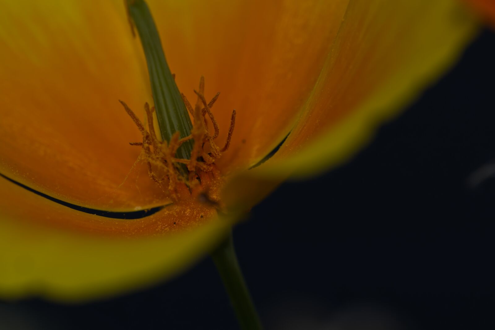 Nikon D5500 sample photo. Flower, blossom, bloom photography