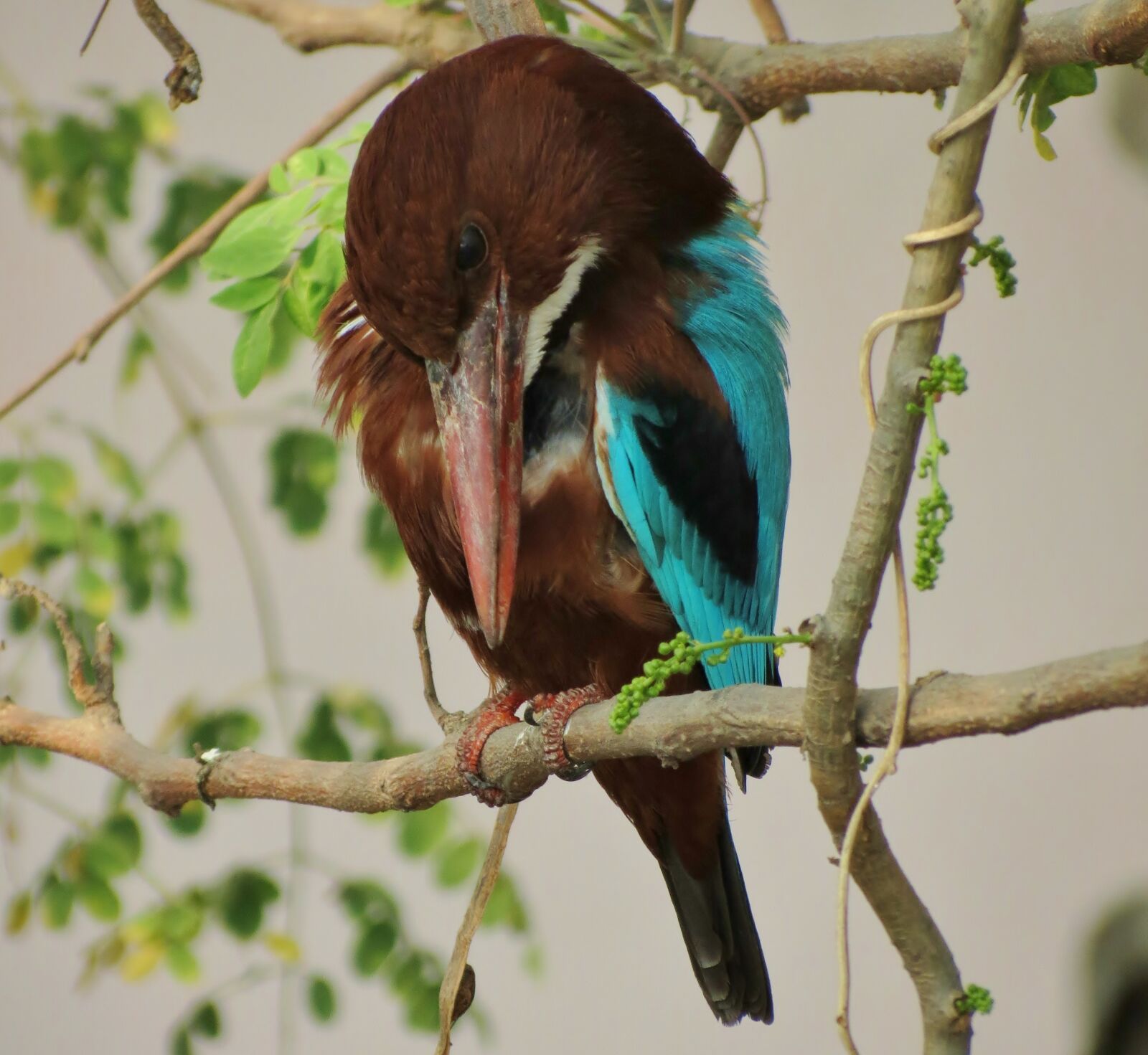 Canon PowerShot SX40 HS sample photo. Bird, canon, siva301in, sx40 photography