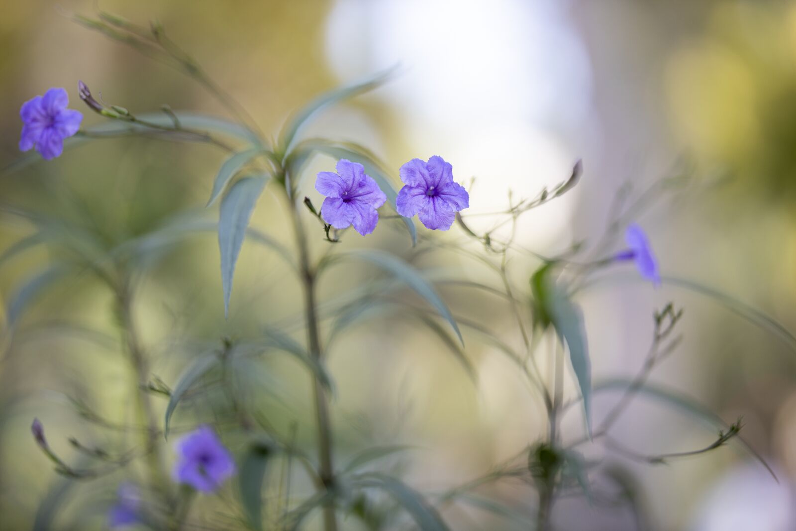 Canon RF 85mm F1.2L USM sample photo. Flower, purple, spring photography
