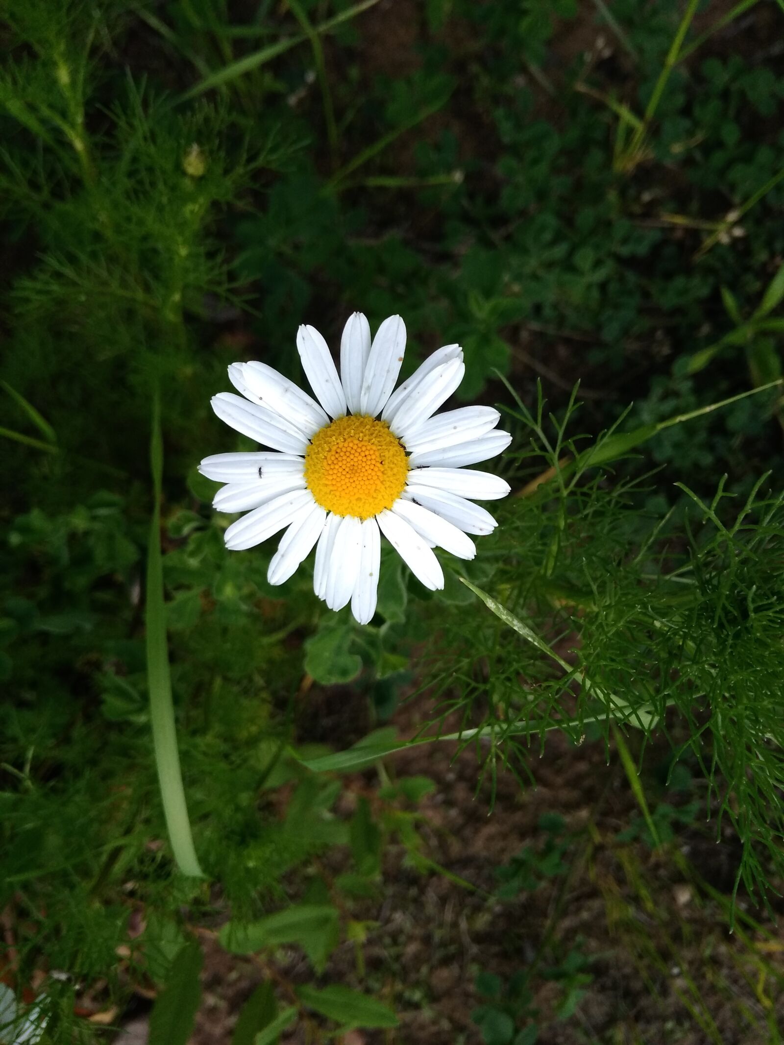 Xiaomi Redmi 4A sample photo. Chamomile, daisy, meadow photography