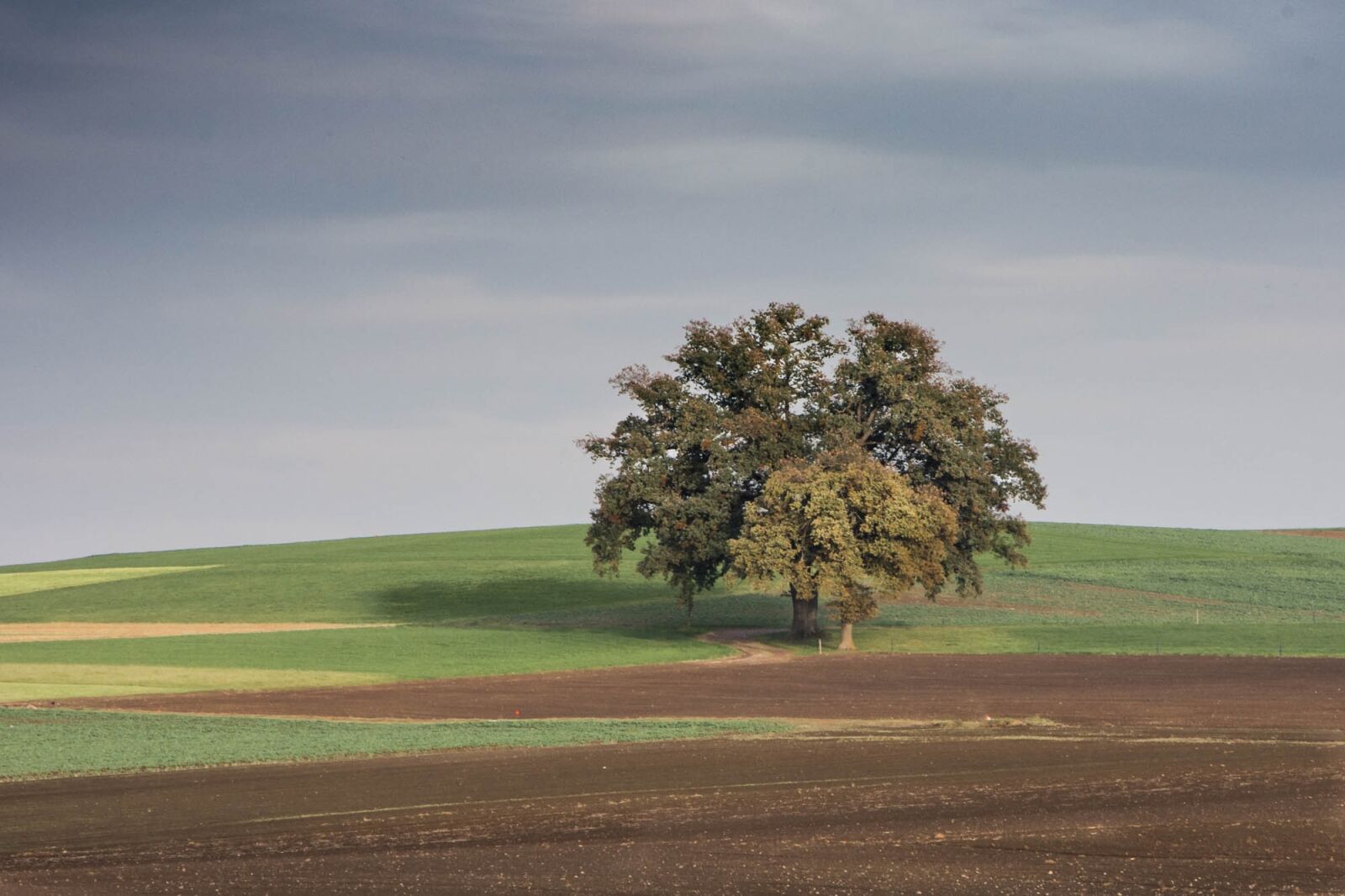 Nikon D7200 sample photo. Tree, landscape, nature photography