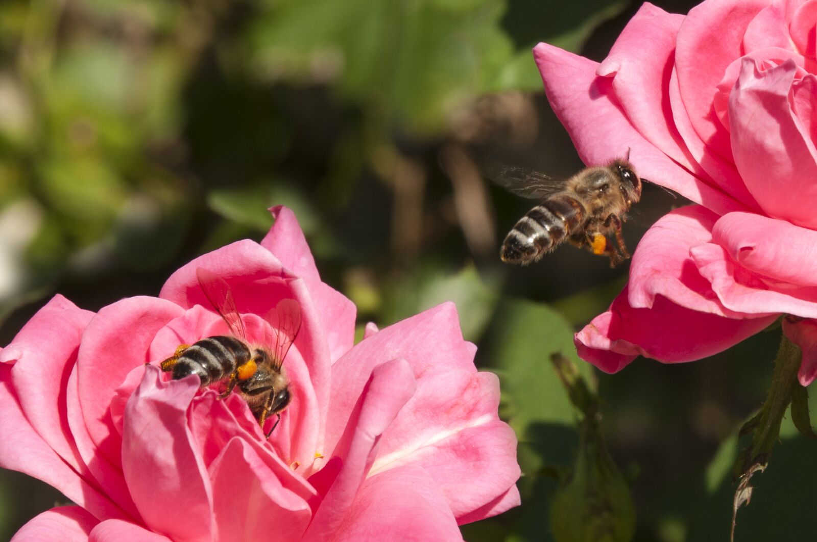 Nikon D300 sample photo. Butterfly, flower, insect photography