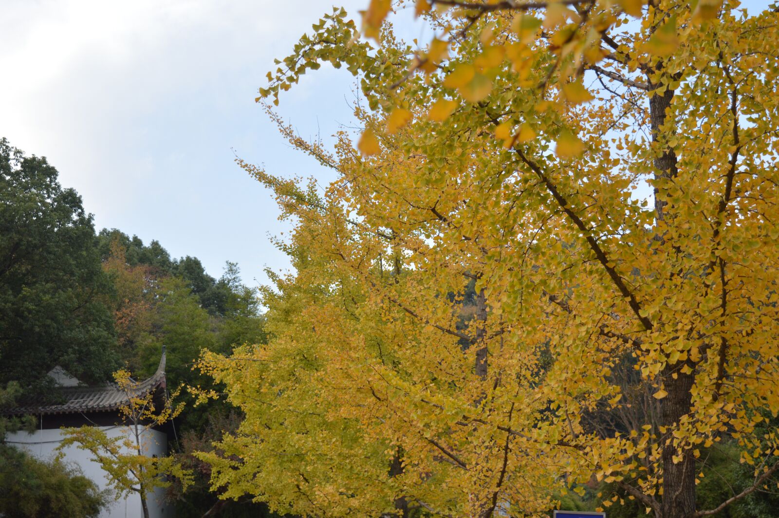 Nikon D3200 sample photo. Sky, ginkgo, the leaves photography