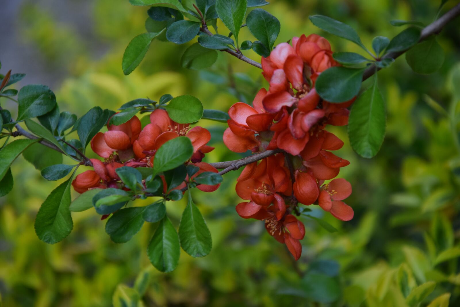 Nikon D5300 sample photo. Flower, nature, spring photography