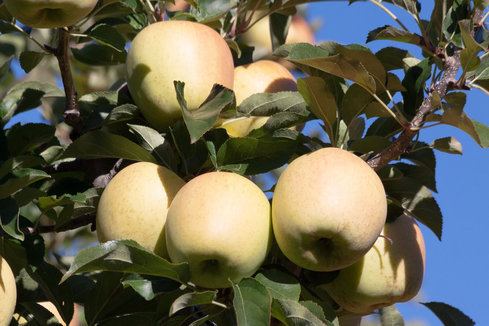 Canon EOS 50D sample photo. Apple, tree, fruits photography