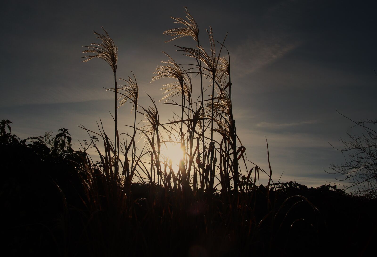 Canon EOS 650D (EOS Rebel T4i / EOS Kiss X6i) sample photo. Reed, cold, wintry photography