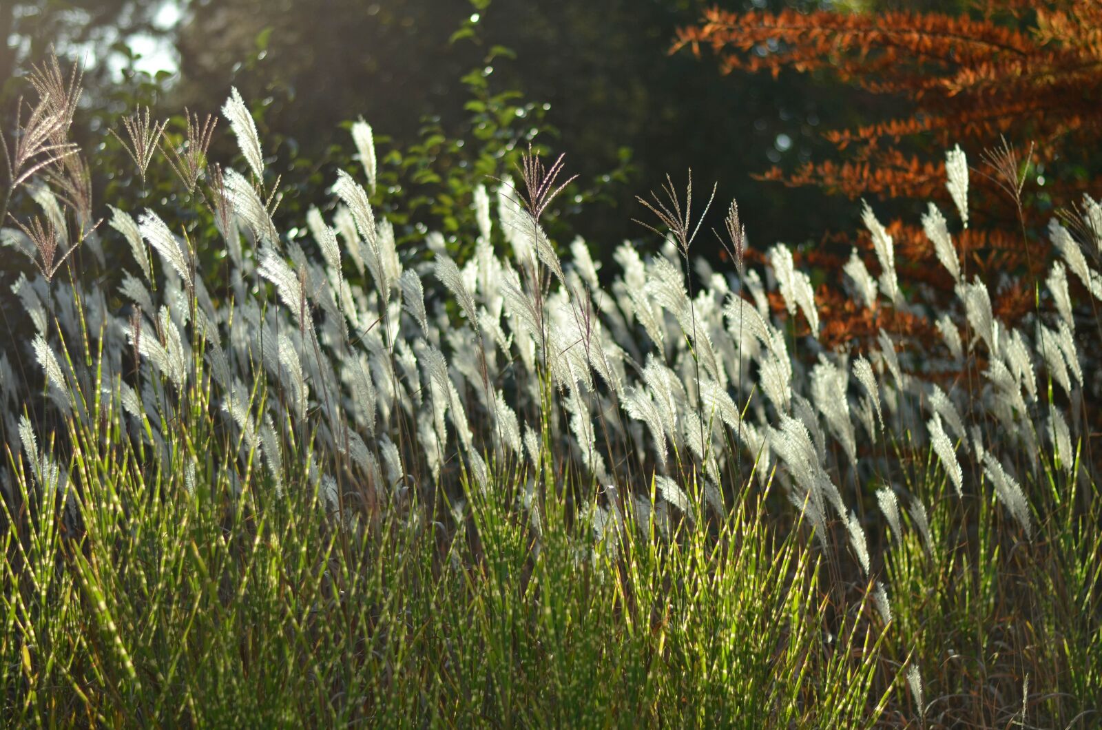 Nikon D5100 sample photo. Plants, spring, sunset photography