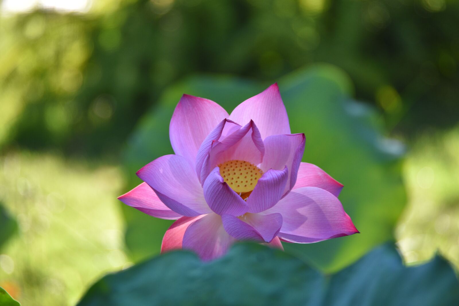 Nikon D7200 sample photo. Lotus, flower, pond photography