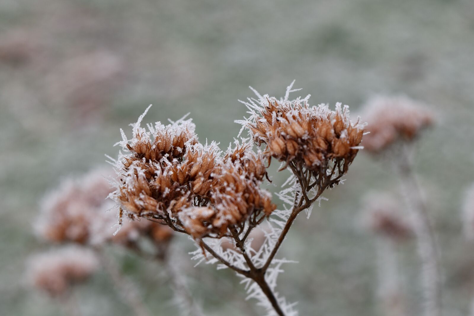 Nikon D5500 sample photo. Branches, dry season, frost photography