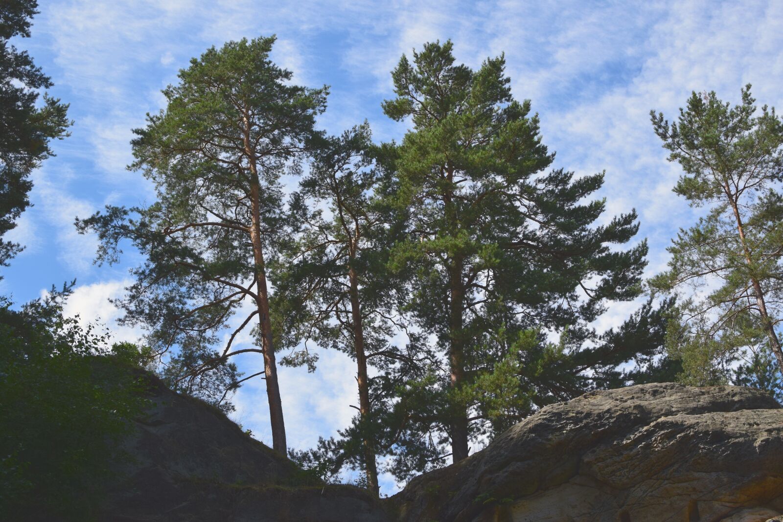 Nikon D5300 sample photo. Landscape, sand stone, pine photography
