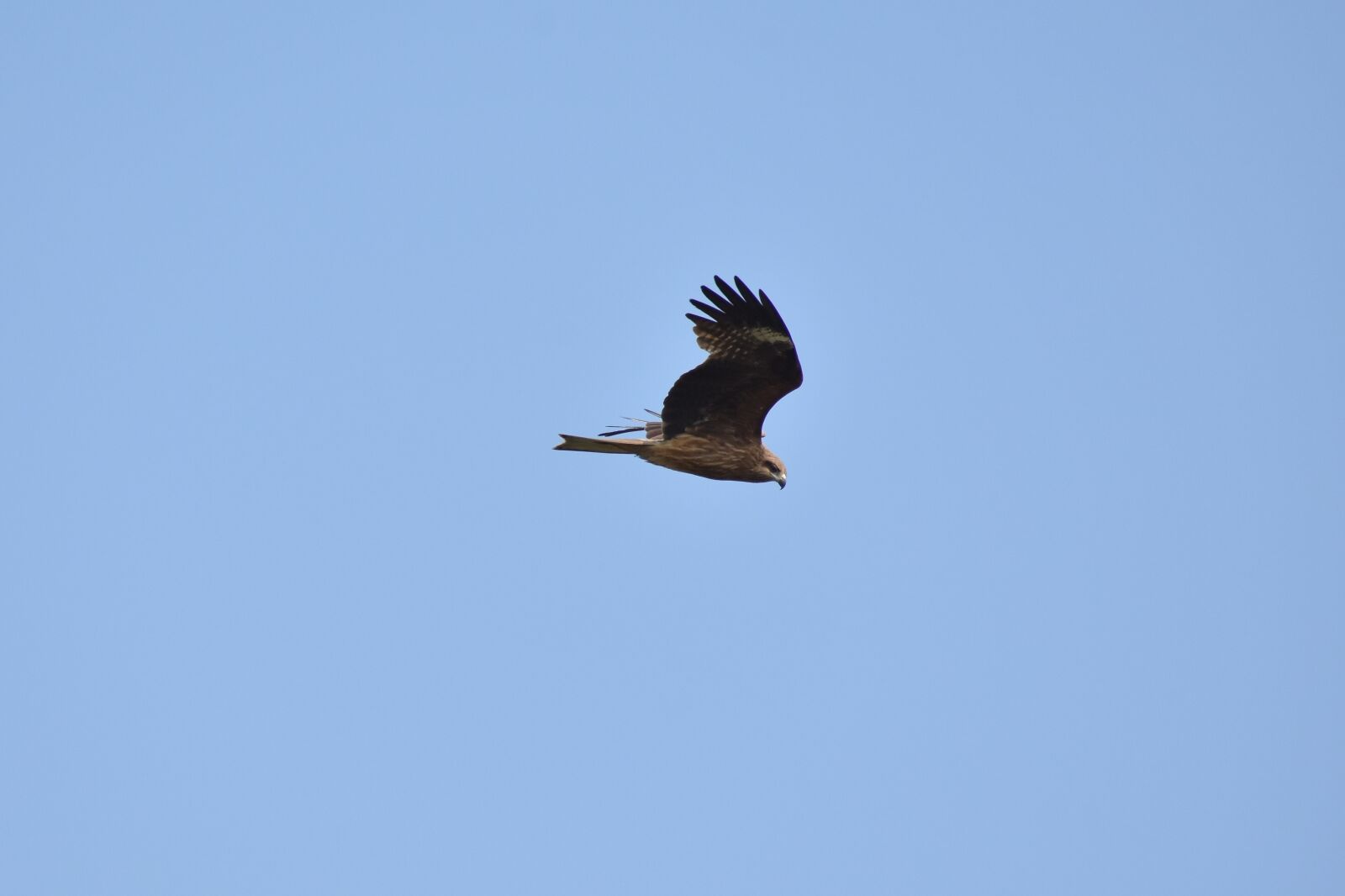 Nikon D7200 sample photo. Animal, sky, bird photography