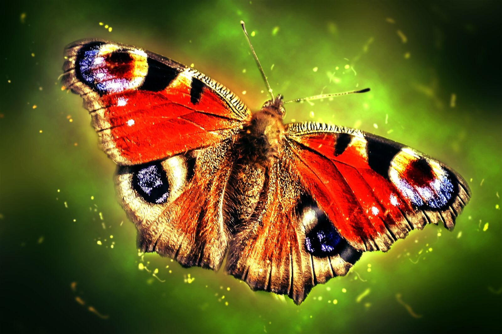 Nikon D5000 sample photo. Peacock butterfly, butterfly, insect photography