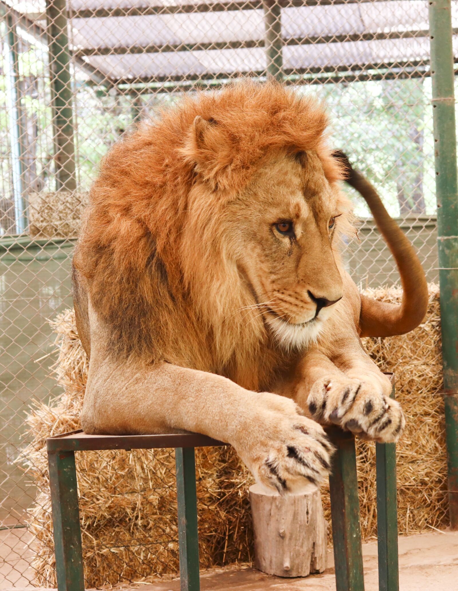 Canon EOS 200D (EOS Rebel SL2 / EOS Kiss X9) sample photo. Zoo, lion, africa photography