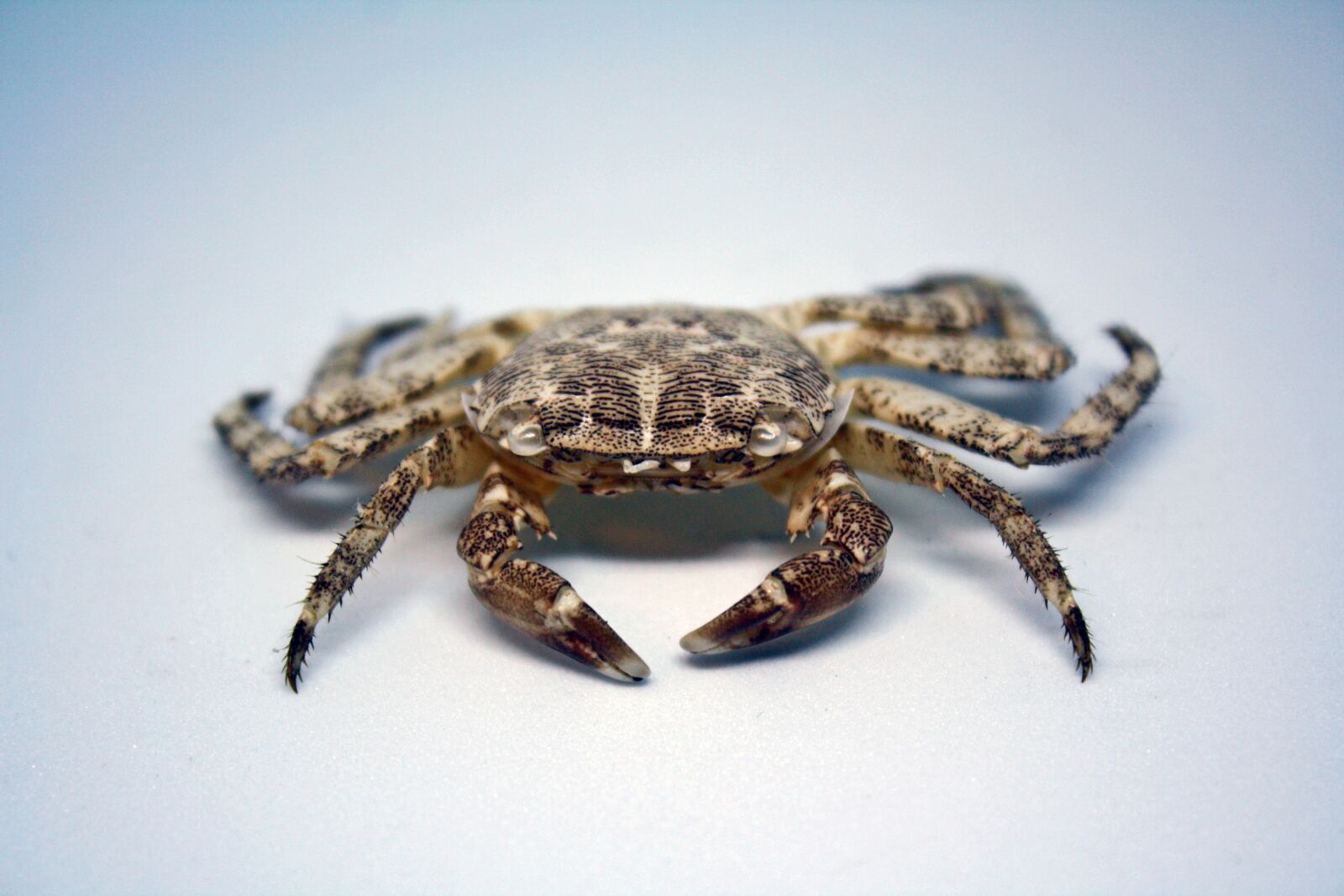 Canon EOS 1000D (EOS Digital Rebel XS / EOS Kiss F) sample photo. Crab, sea, nature photography