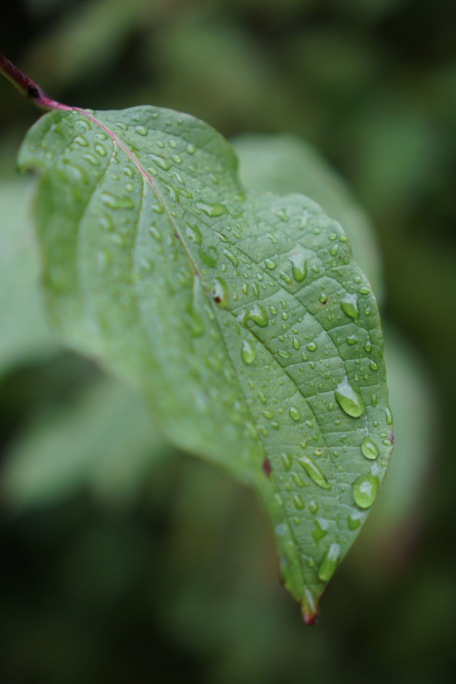 Sony a6000 + Sony E 35mm F1.8 OSS sample photo. Leaf, water, drip photography