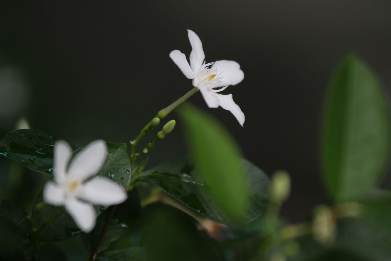 Canon EOS 70D sample photo. Flowers, beautiful, nature photography