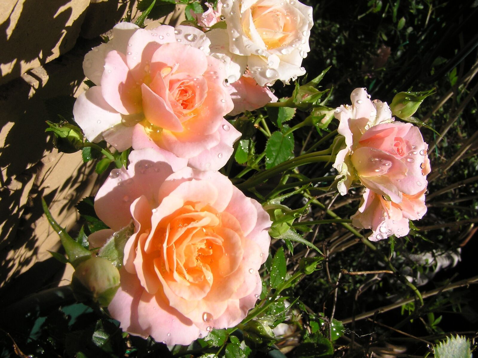 Olympus C750UZ sample photo. Raindrops, flowers, roses fragrant photography