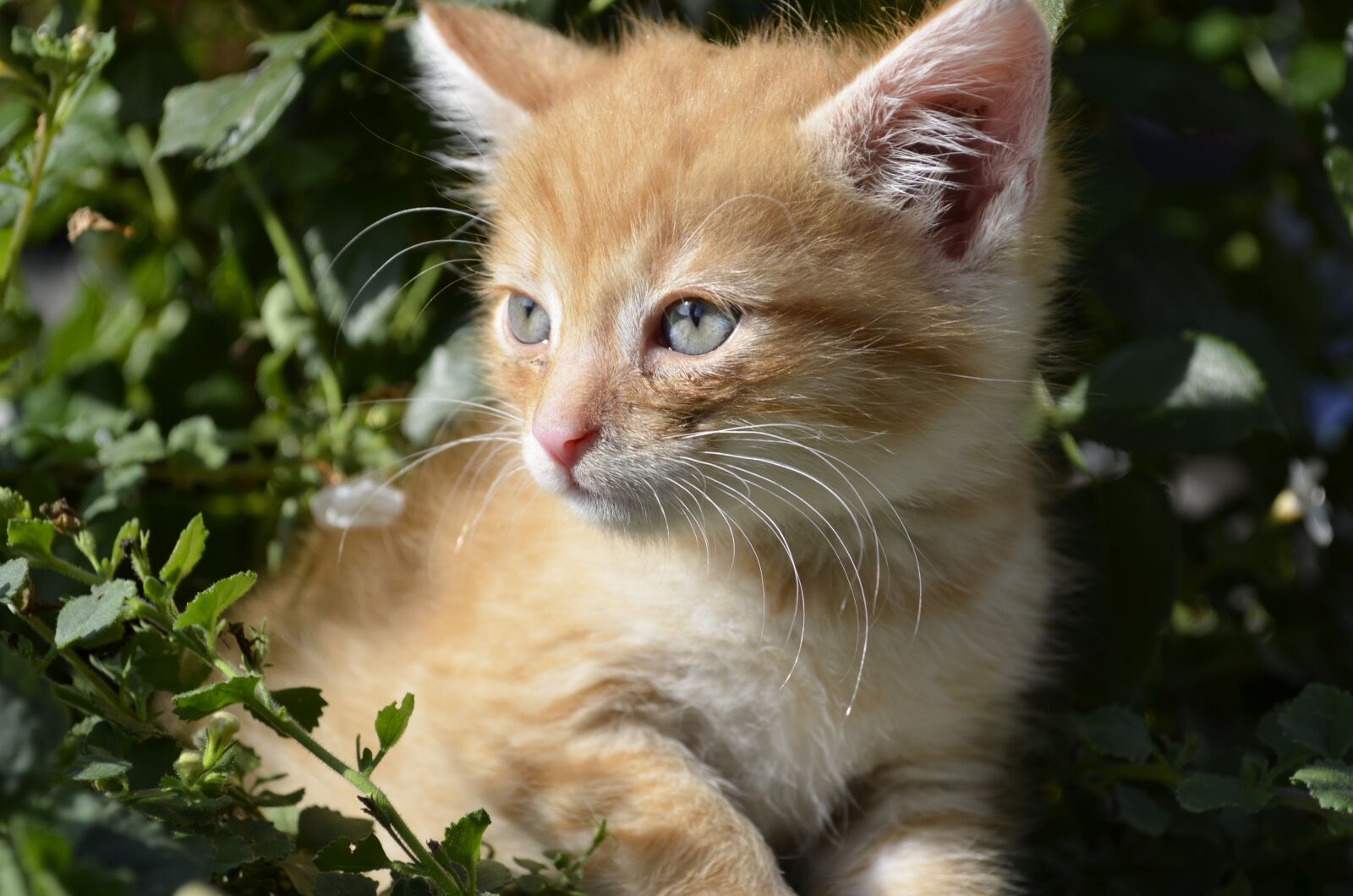 Nikon D5100 sample photo. Kitten, cat, animals photography