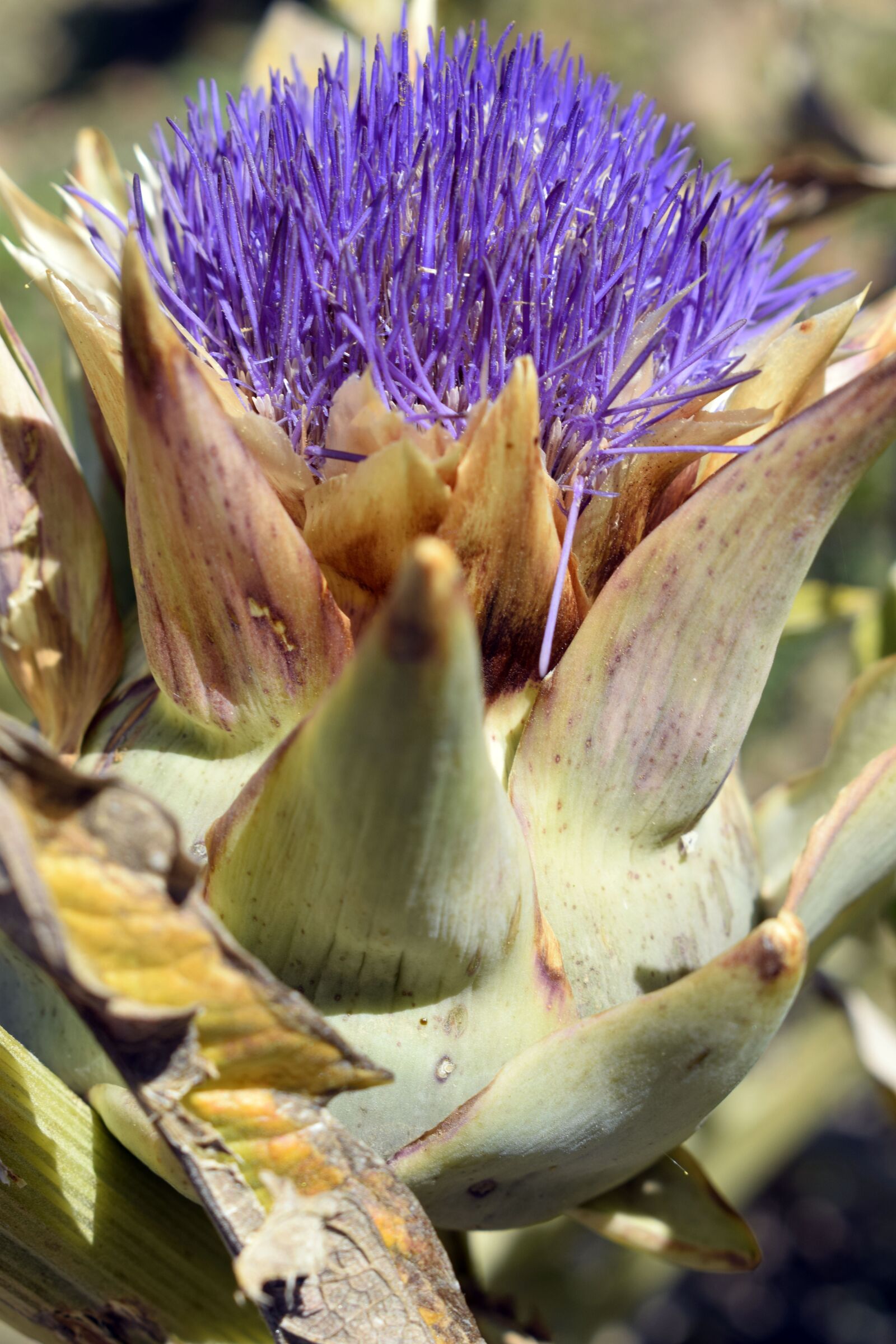 Nikon D3300 sample photo. Artichoke, artichoke flower, flower photography