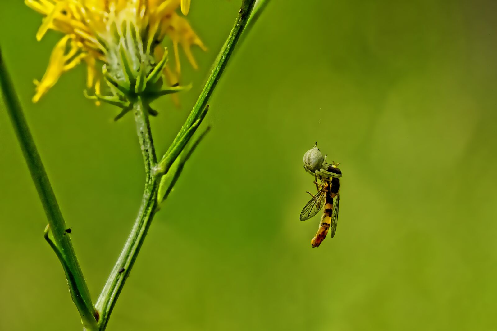 Sony a6000 + Sony FE 90mm F2.8 Macro G OSS sample photo. Nature, spider, fly photography