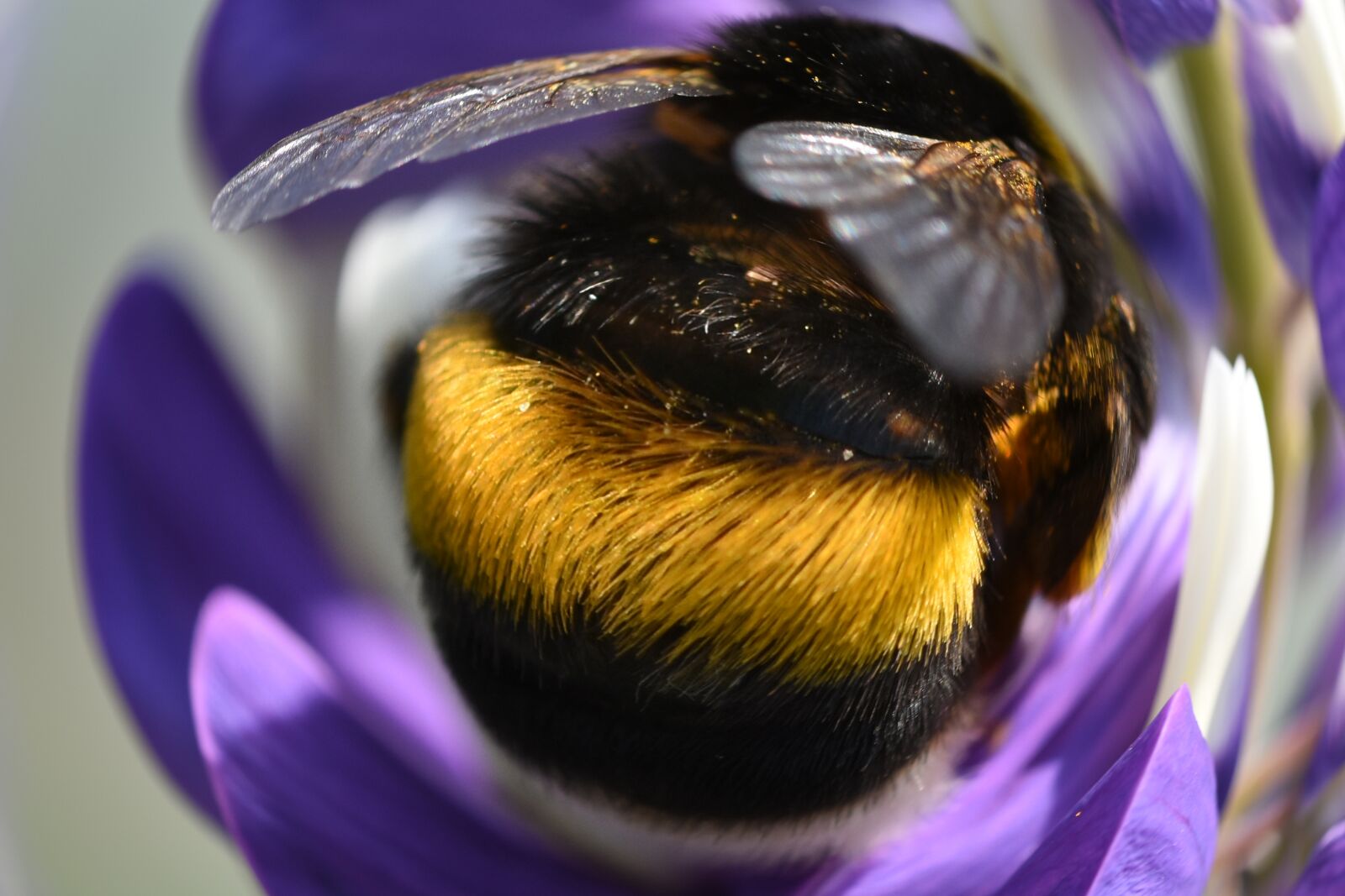 Nikon D7200 sample photo. Hummel, insect, meadow photography