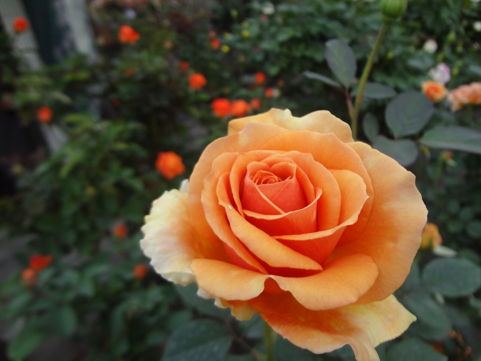 Sony DSC-WX7 sample photo. Rose, orange rose, indian photography
