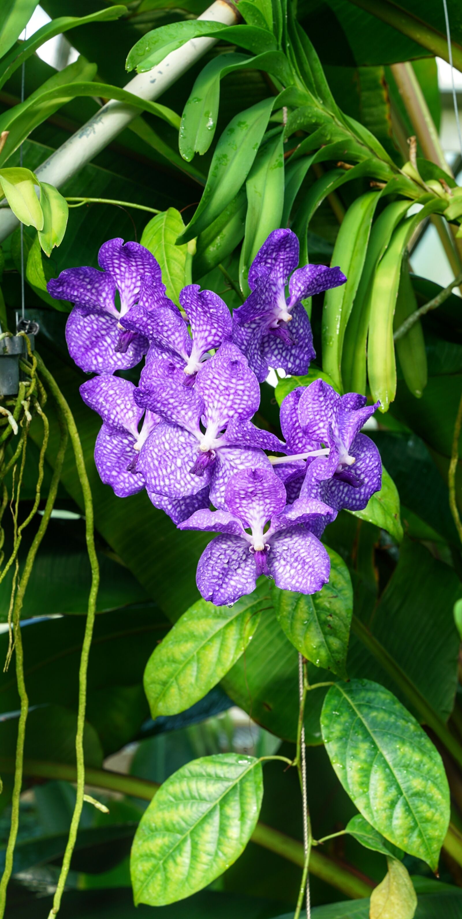 Sony a7R II + Sony FE 24-70mm F2.8 GM sample photo. Orchid, spotted, purple photography
