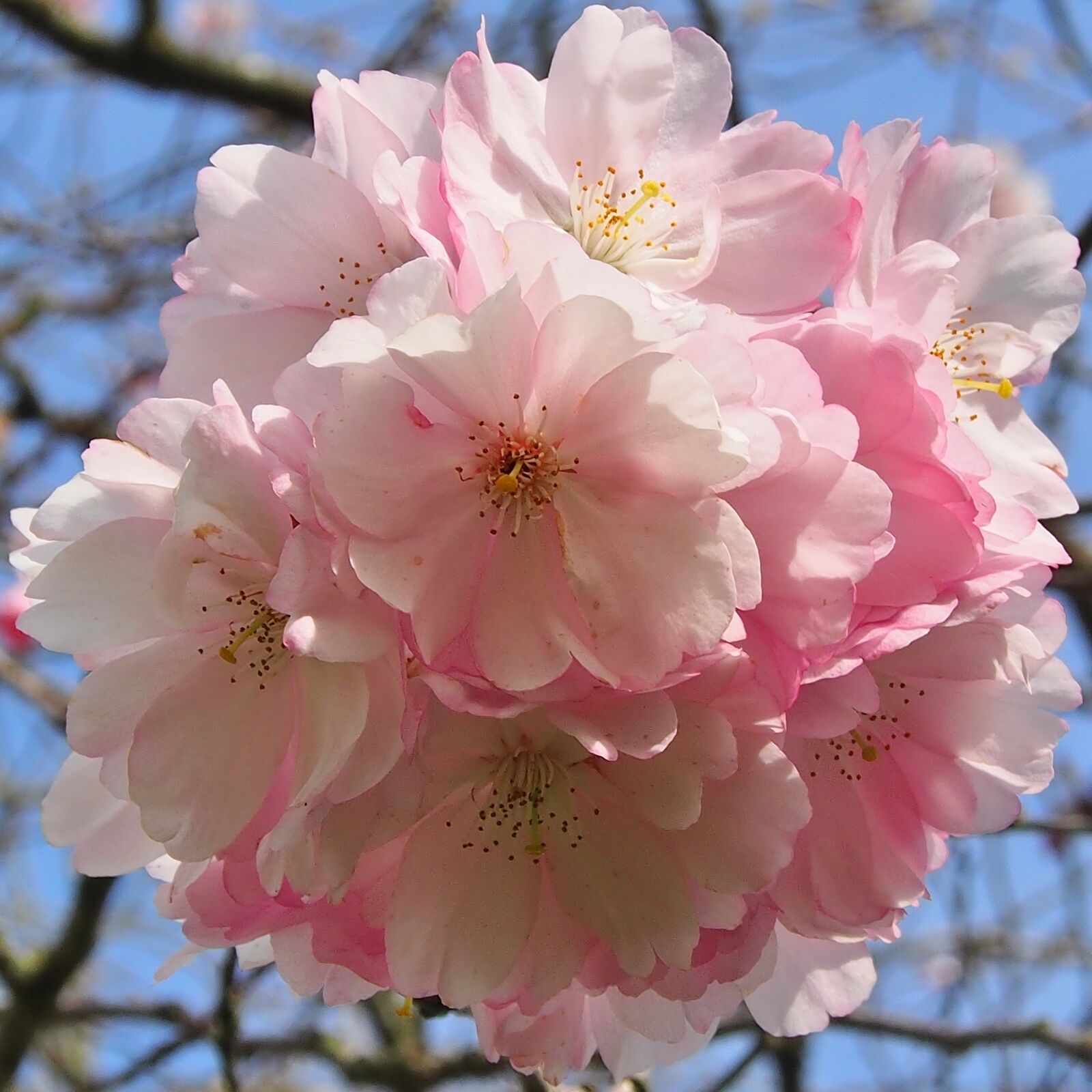 Olympus OM-D E-M5 sample photo. Japanese cherry, flowers, umbels photography