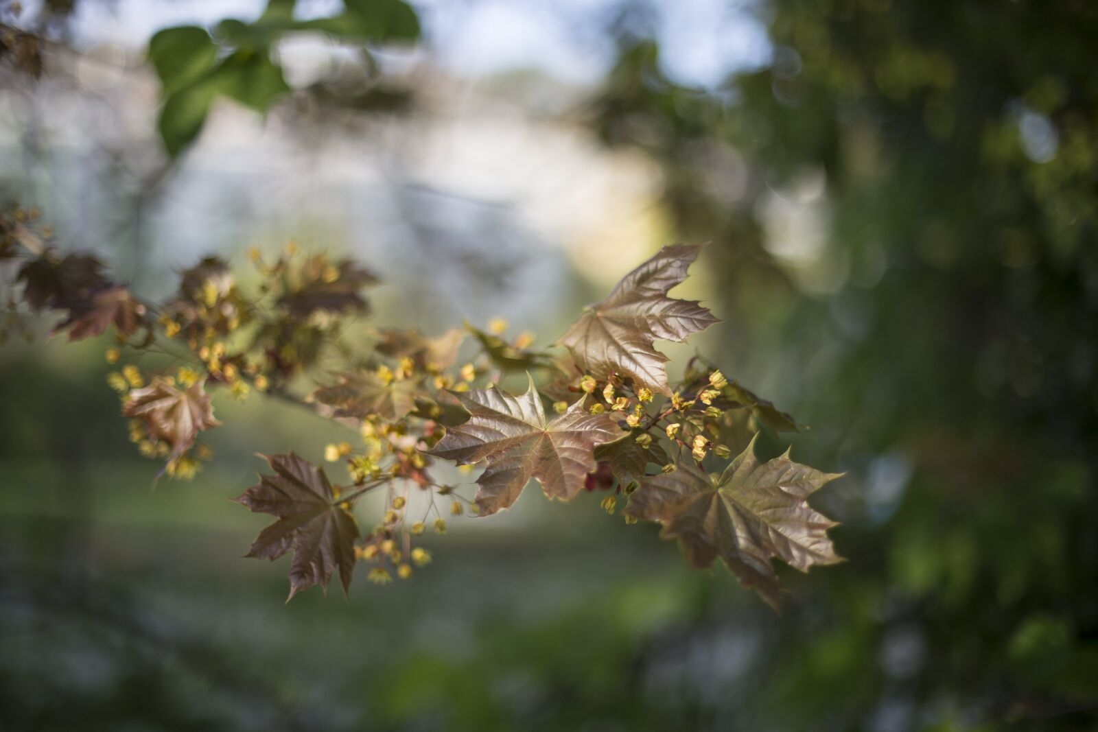 Canon EOS 6D + Canon EF 50mm F1.4 USM sample photo. Leaf, green, leafs photography