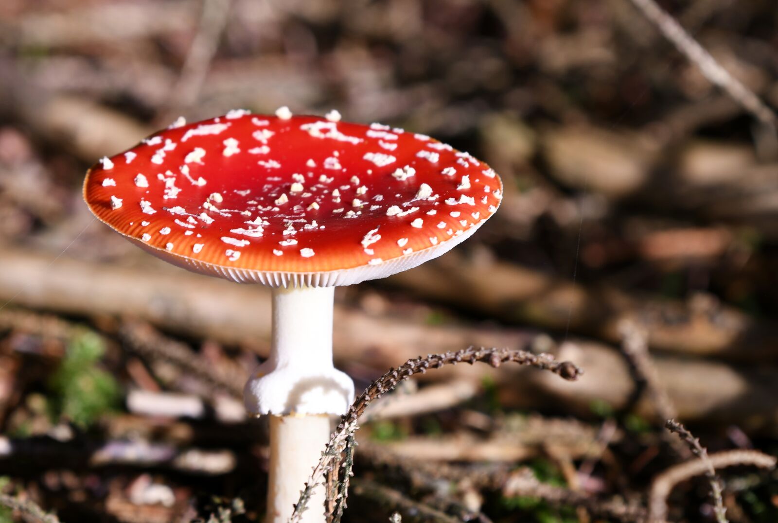 Nikon D500 sample photo. Mushroom, fly agaric, autumn photography