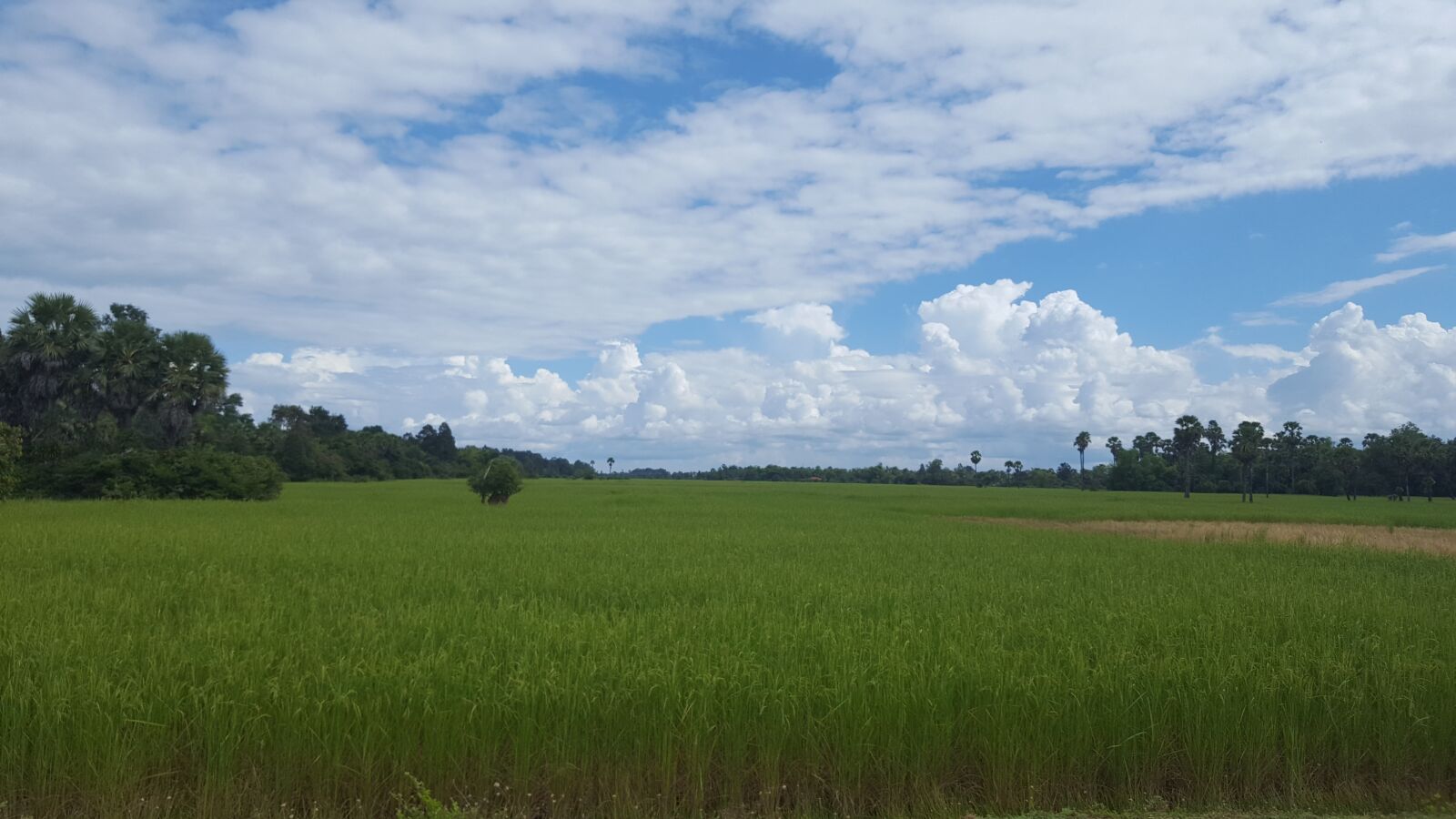 Samsung Galaxy S6 sample photo. Cambodia, rice field, harvest photography