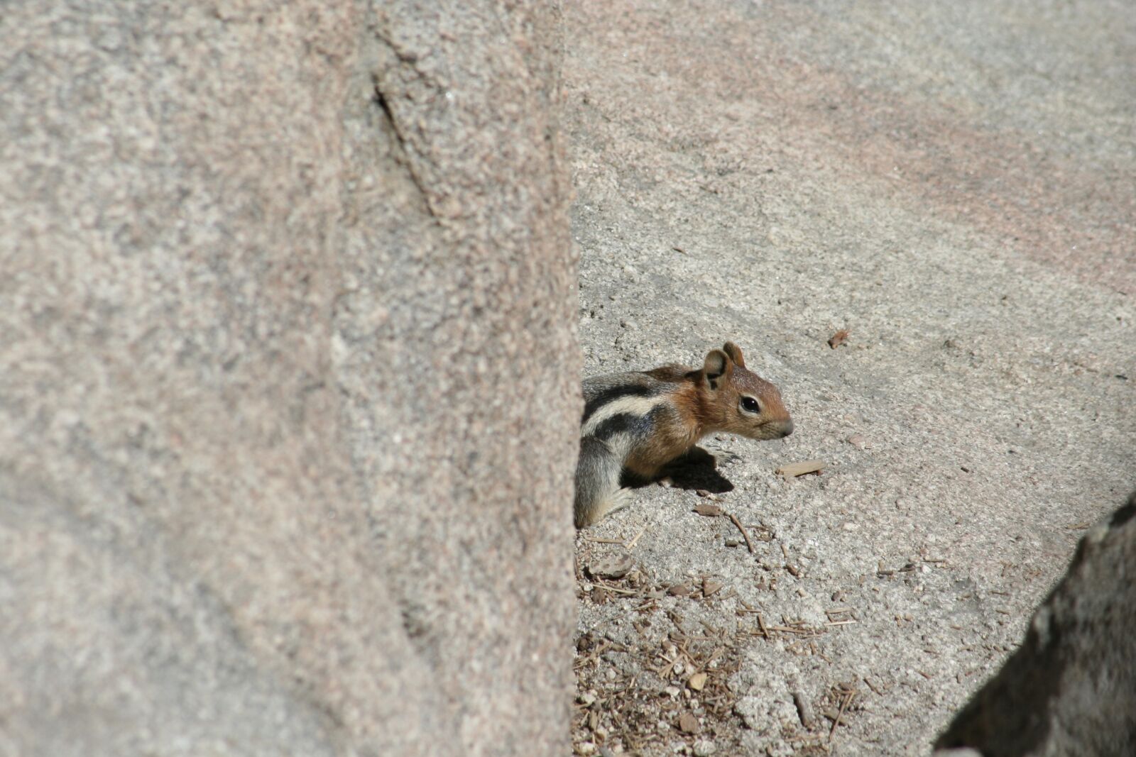 Canon EOS 350D (EOS Digital Rebel XT / EOS Kiss Digital N) sample photo. Chipmunk, critter, creature photography