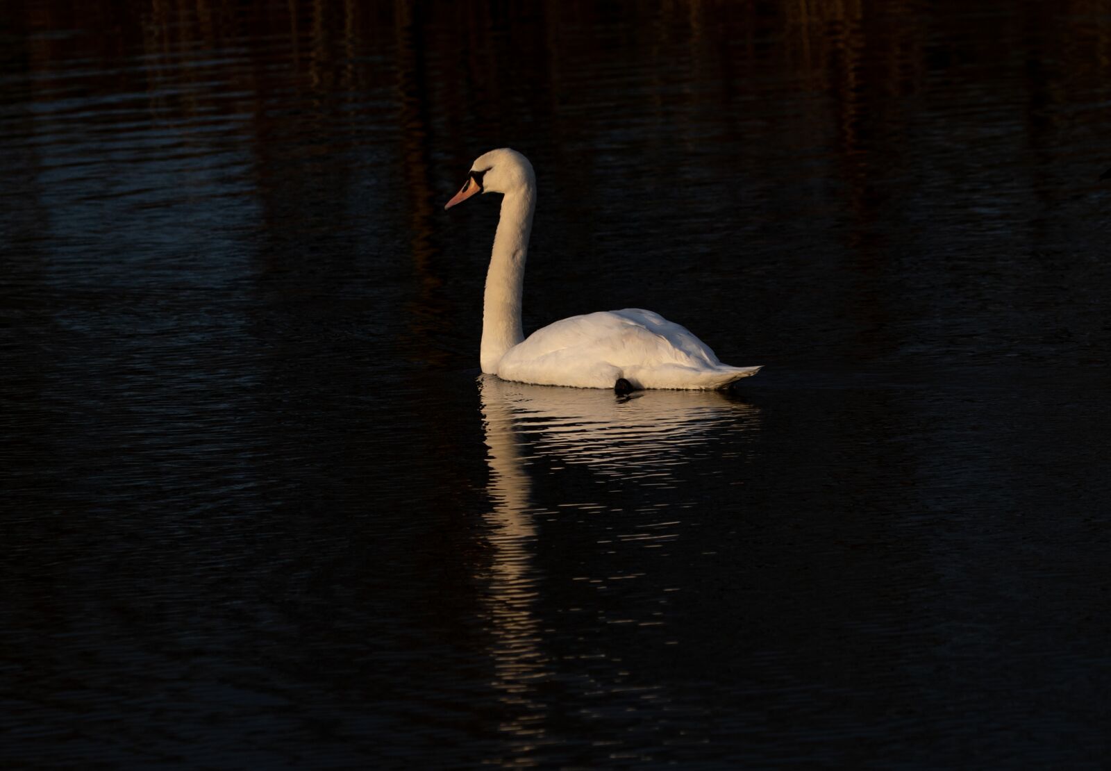Canon EOS 7D Mark II sample photo. Swan, reflection, lake photography